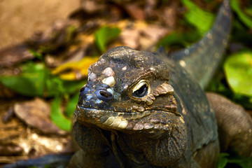 Komodo Dragon, the largest lizard in the world