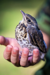 Nestling in the hands