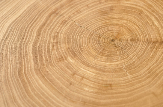 Cross section of elm tree trunk showing growth rings.