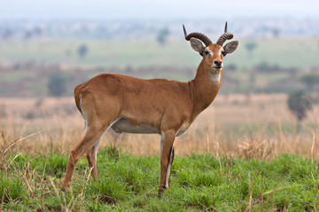 Naklejka na ściany i meble Uganda kob Antelope at Murchison Falls National Park
