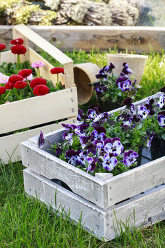 Boxes with spring flowers in the garden. Pansy flowers and daisi