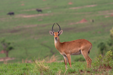 Uganda kob  Antelope at Murchison Falls National Park