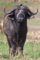 Naklejka premium Wild African Buffalo