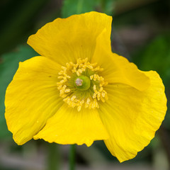 Yellow Welsh