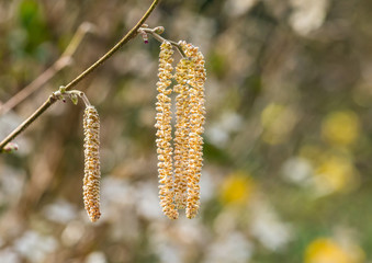 Twisted Hazel Catkins