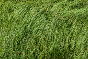 Nut grass, Purple nutsedge, Nutsedge, Cocograss