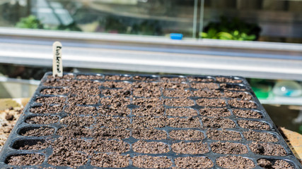 Seed Sowing
