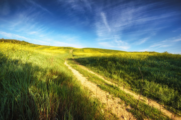 Obraz premium Spring landscape with yellow rape against the blue sky.