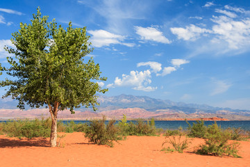 Obraz premium Lonely tree on th sandy beach in Sand Hollow State Park in Utah