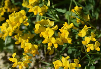 Fototapeta premium Gewöhnlicher Hornklee (Lotus corniculatus)