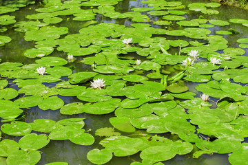 Water Lily on Swamp