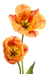 Naklejka premium Flowers