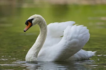 Printed kitchen splashbacks Swan White swan