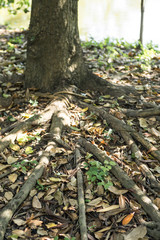 pattern roots tree in garden background