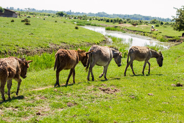  donkeys grazing springtime