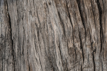Old weathered wood texture, old wood background, texture background