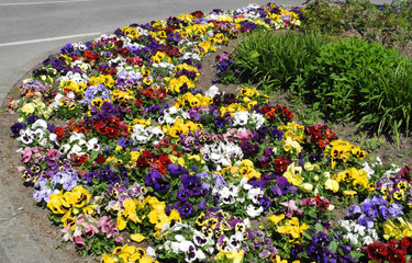 Blumenrabatte mit bunten Stiefm&uuml;tterchen