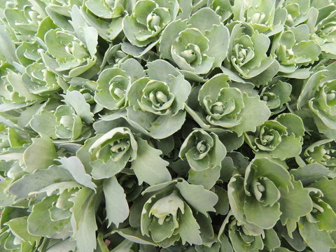 Fototapeta Зеленые цветы в саду крупным планом 