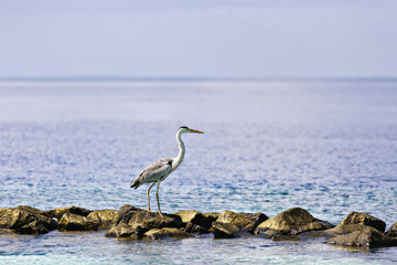 A beautiful grey heron walking at the beach in Maldives.