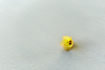 Obraz premium tropical plant in the wild in Maldives