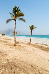 in oman arabic sea palm   the hill near sandy beach sky and moun