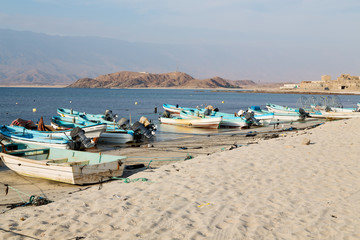 Fototapeta na wymiar in oman boat in the coastline and seagull near ocean