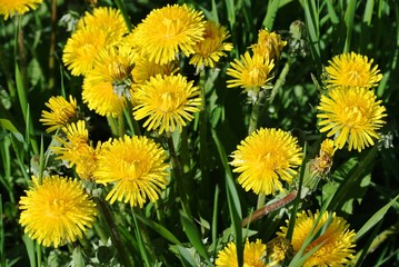 Bright yellow blooming dandelion flowers glowing in the spring sunshine among the lush green grass