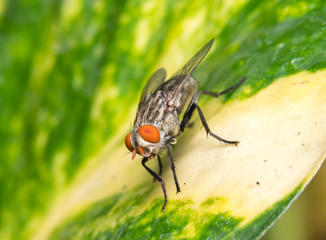 Close up of a fly
