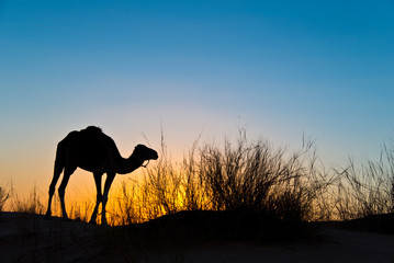 Fototapeta na wymiar SIlhouette of a camel at sunset in the desert of Sahara, South Tunisia