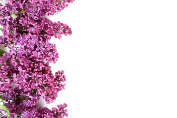 Blooming lilac flowers isolated on a white