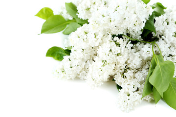 Blooming lilac flowers isolated on a white