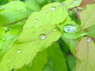 Зеленые  листья  с каплями дождя крупным планом 