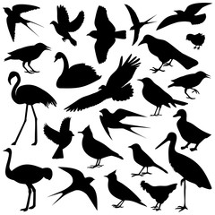 the image of birds