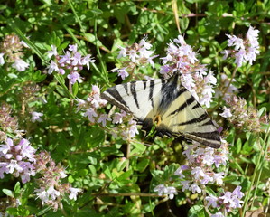 Segelfalter (Iphiclides podalirius)