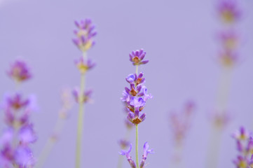 Fototapeta na wymiar Lavender flower Natural look of Lavender flowers Lavandula