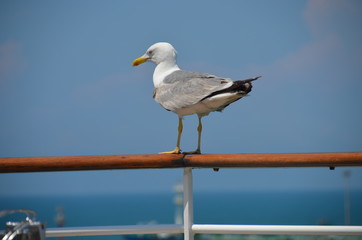 Möwe