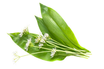 Obraz premium Medicinal plant ramson (allium ursinum)