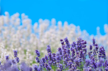 Lavender flower Natural look of Lavender flowers Lavandula