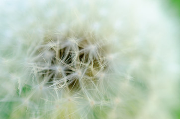 Fototapeta premium Close-up photo of ripe dandelion.