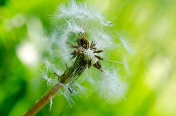 Close-up photo of ripe dandelion