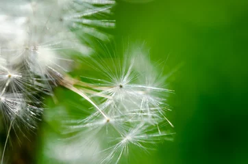 Gordijnen Close-up photo of ripe dandelion © techiya