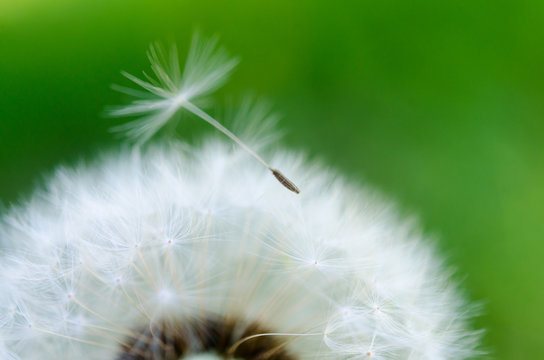 Fototapeta Close-up photo of a ripe dandelion