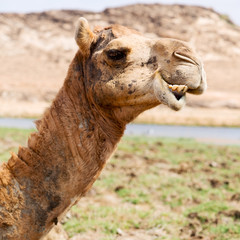 in oman camel  empty quarter of desert a free dromedary near the