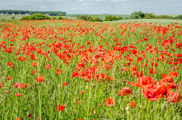 A field of red poppies, daisies and grass on a sunny day with few clouds