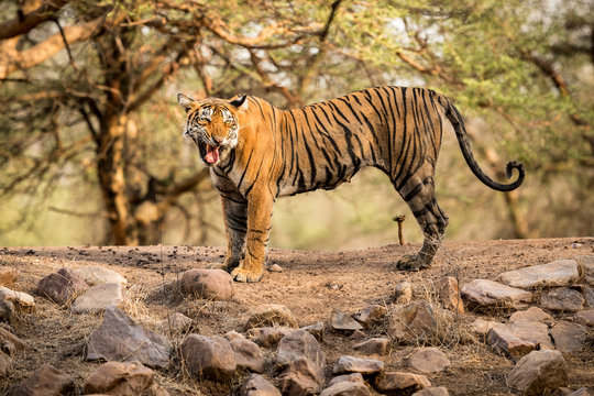 beautiful tiger female calls her cubs in India/beautiful tiger female calls her cubs in India