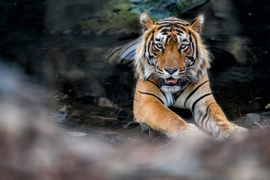Tiger in the watter in Ranthambhore National Park in India/Tiger in the watter