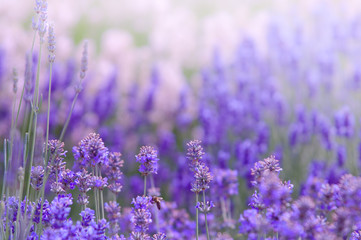 Obraz premium Lavender flower Natural look of Lavender flowers Lavandula