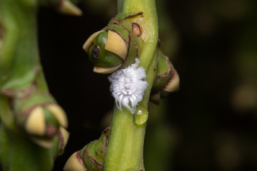 Female Iceryine Scale Insect
