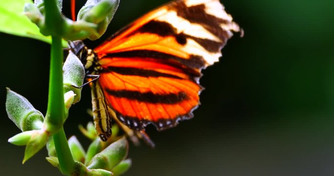 4K Macro Plain Tiger Butterfly on Flower, Danaus Chrysippus in Jungle