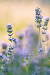 Lavender flower Natural look of Lavender flowers Lavandula